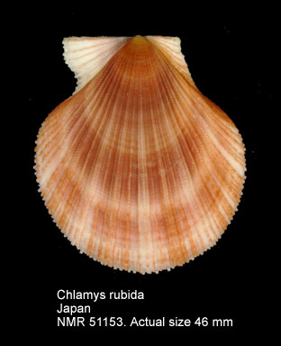 Chlamys rubida.jpg - Chlamys rubida(Hinds,1845)